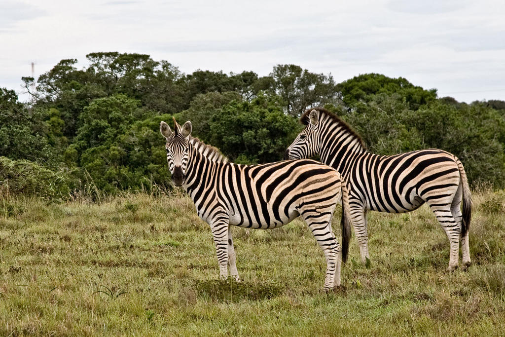 Bush Lodge - Amakhala Game Reserve Luaran gambar