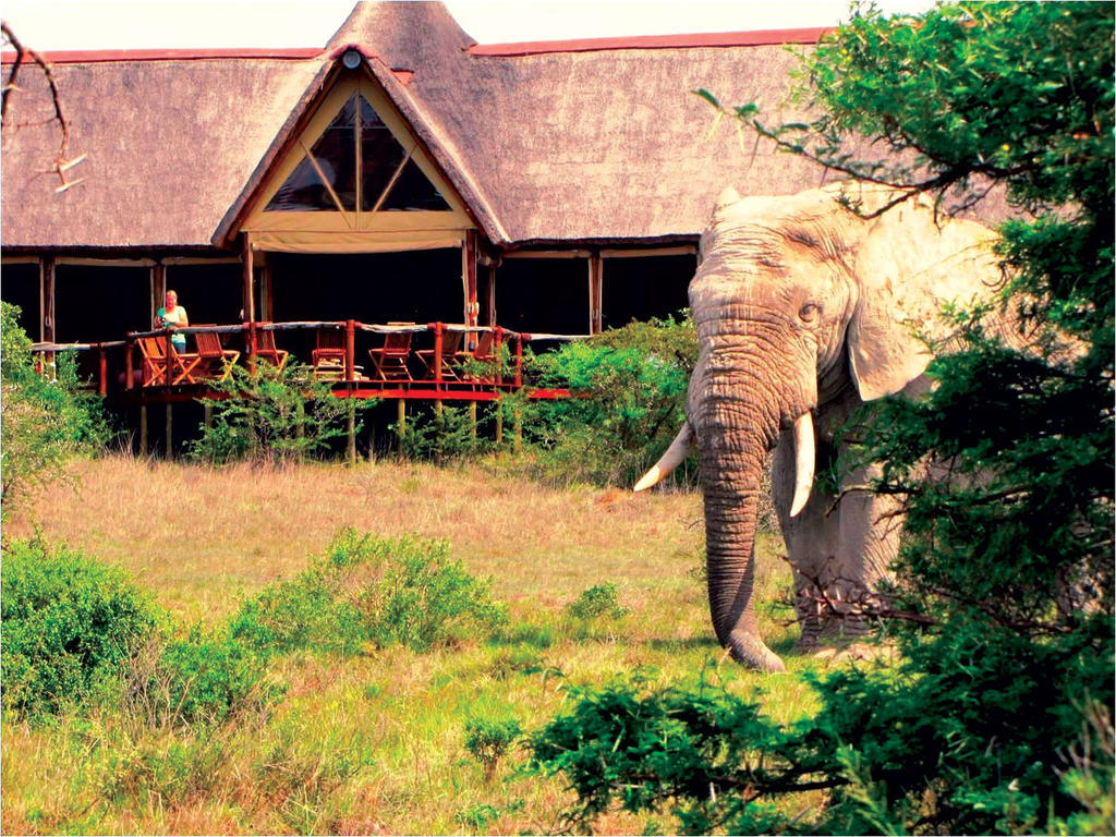 Bush Lodge - Amakhala Game Reserve Luaran gambar